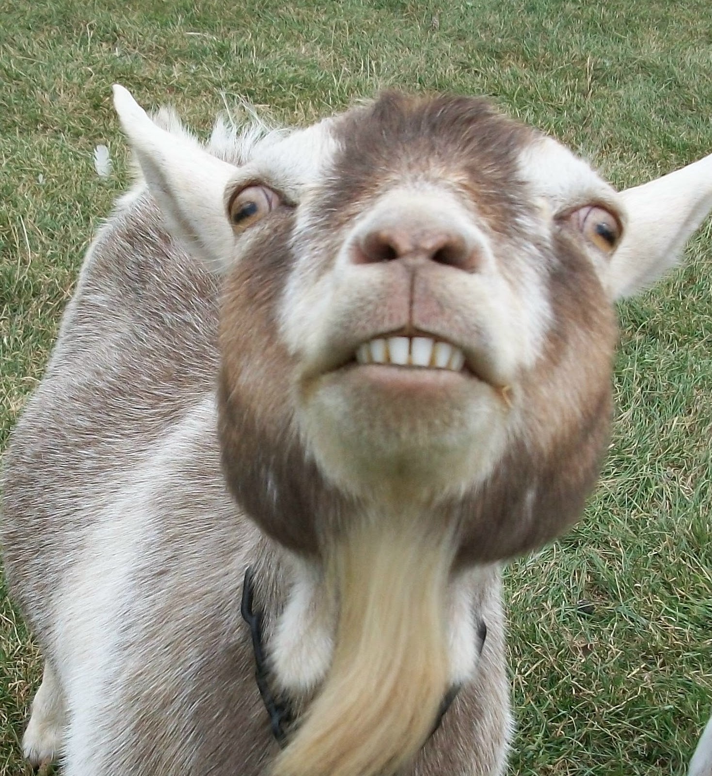 scarey-goat.jpg